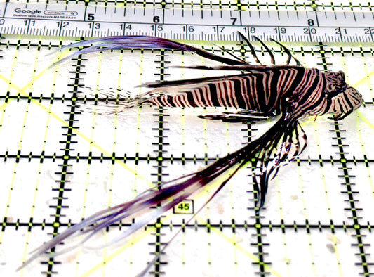 Black Volitan Lionfish BVL070501 WYSIWYG Size: ML 3.75"