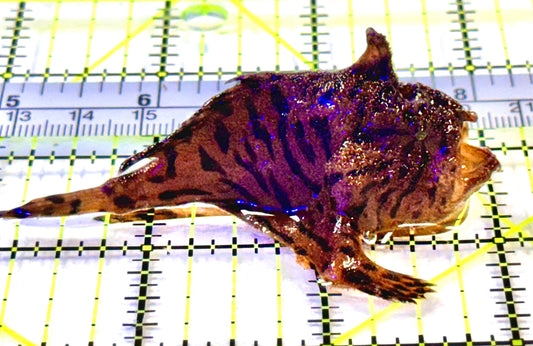 Sargassum Angler SA100401 WYSIWYG Size: S 3" approx
