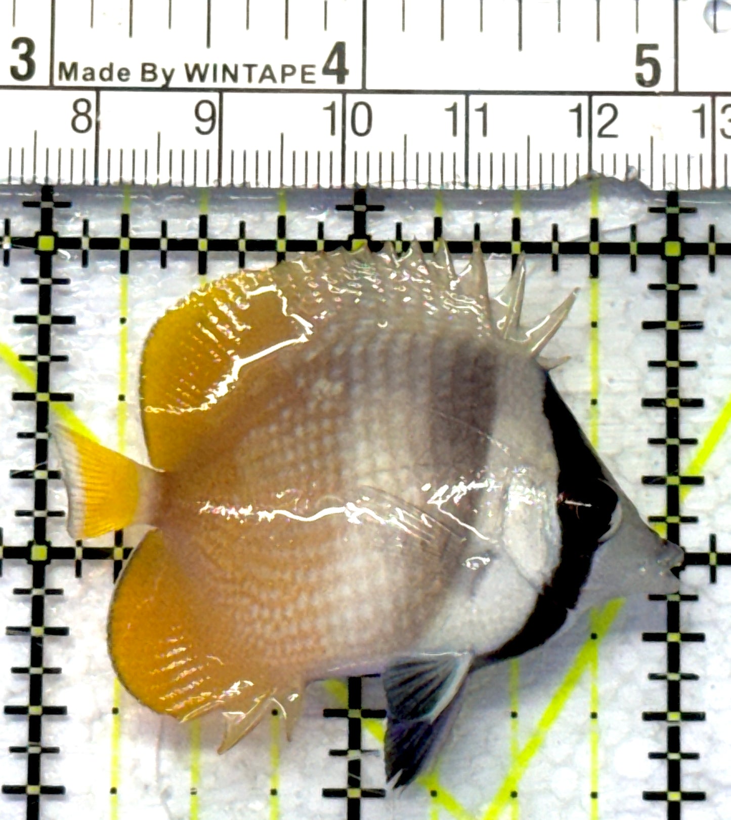 Klein's Butterflyfish KB072301 WYSIWYG Size: S 2" approx