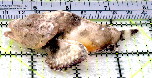 Snow White Stone Fish SWSF070501 WYSIWYG Size: L 4"