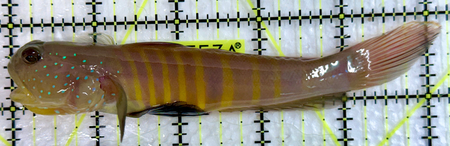 Bluespotted Watchman Goby BWG092103 WYSIWYG Size: XL 5.25"