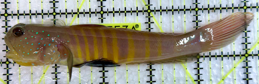 Bluespotted Watchman Goby BWG092103 WYSIWYG Size: XL 5.25"