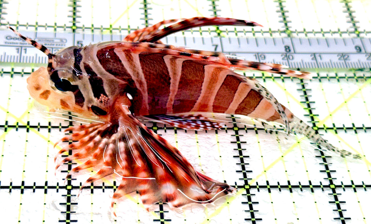 Dwarf Zebra Lionfish DZL070503 WYSIWYG Size: L 4"