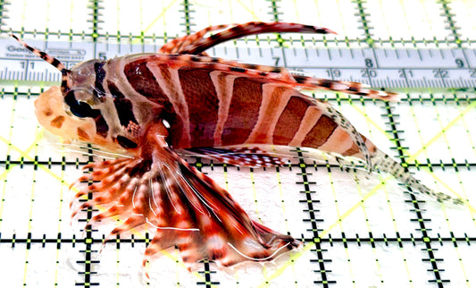 Dwarf Zebra Lionfish DZL070503 WYSIWYG Size: L 4"