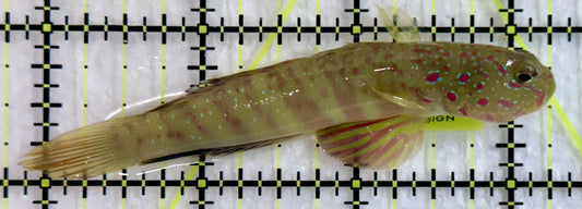 Pink Spotted Watchman Goby PSWG092101 WYSIWYG Size: L 3.25"