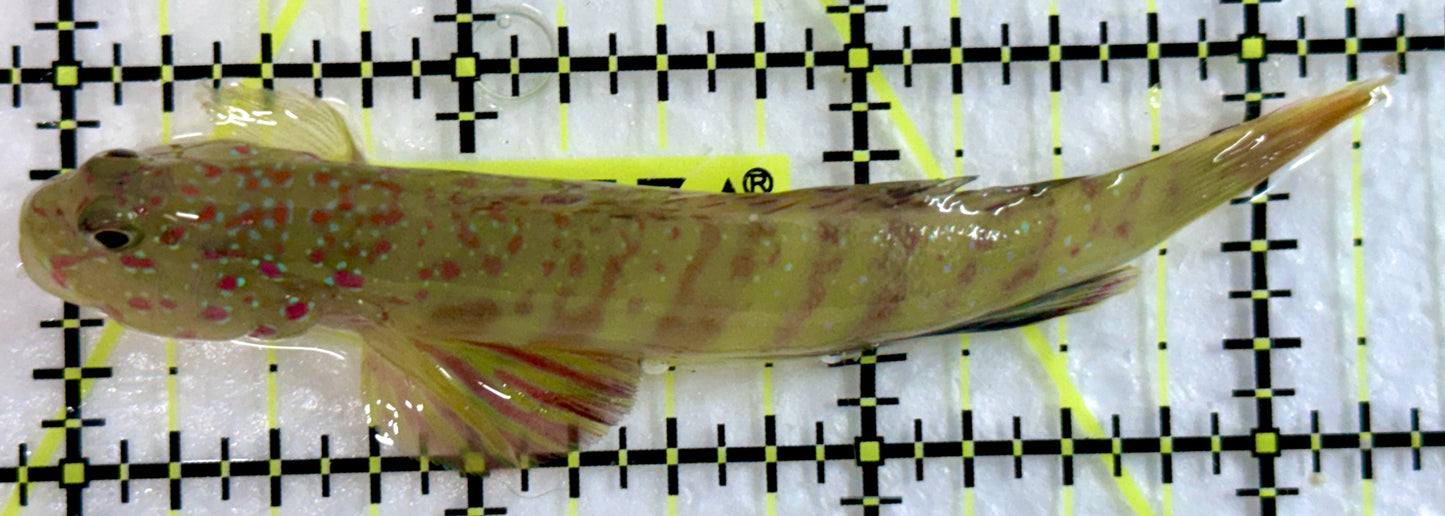 Pink Spotted Watchman Goby PSWG092101 WYSIWYG Size: L 3.25"