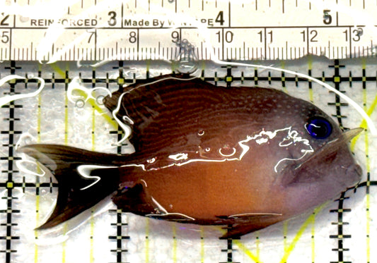 Blue Eye Kole Tang BEKT072301 WYSIWYG Size: L 3.25" approx