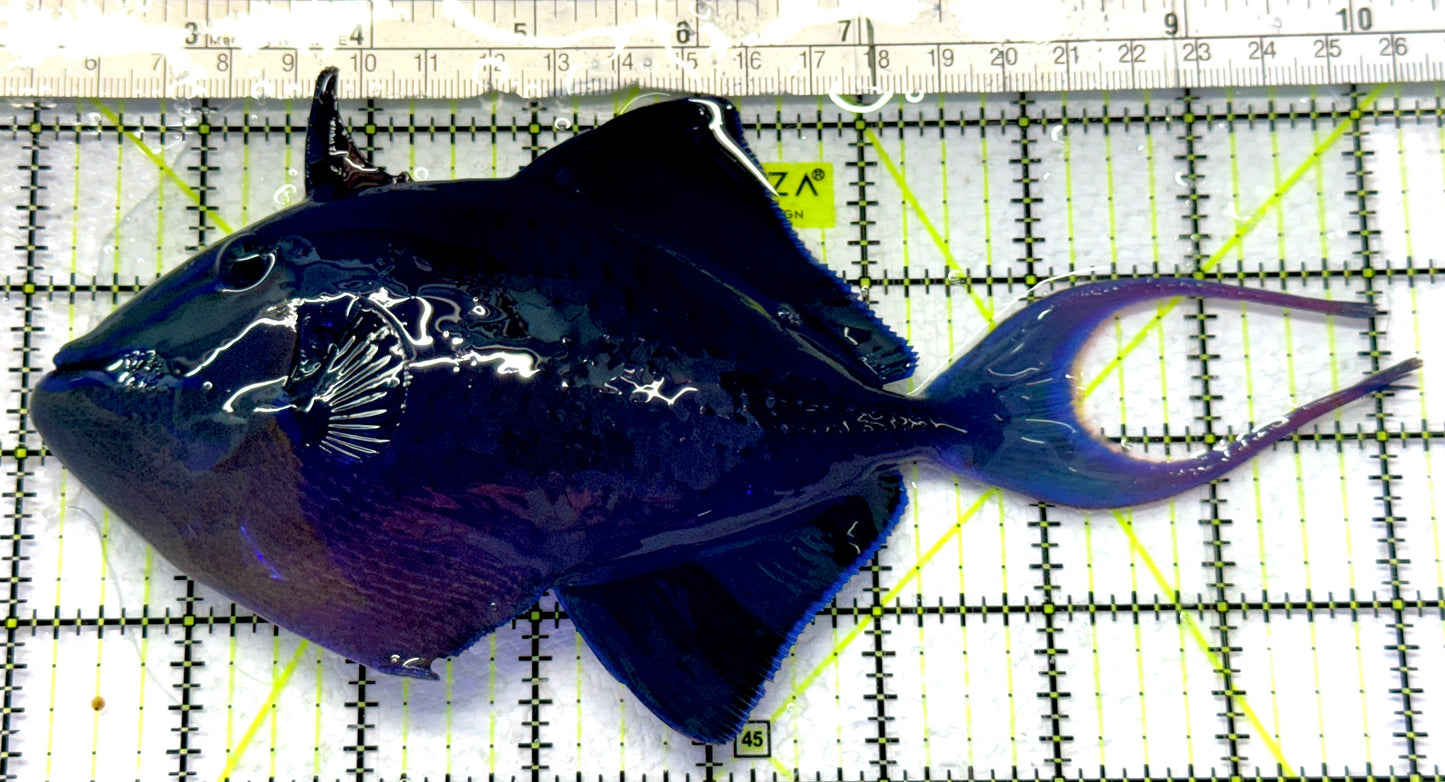 Niger Triggerfish NT072302 WYSIWYG Size: SHOW 8.25" approx
