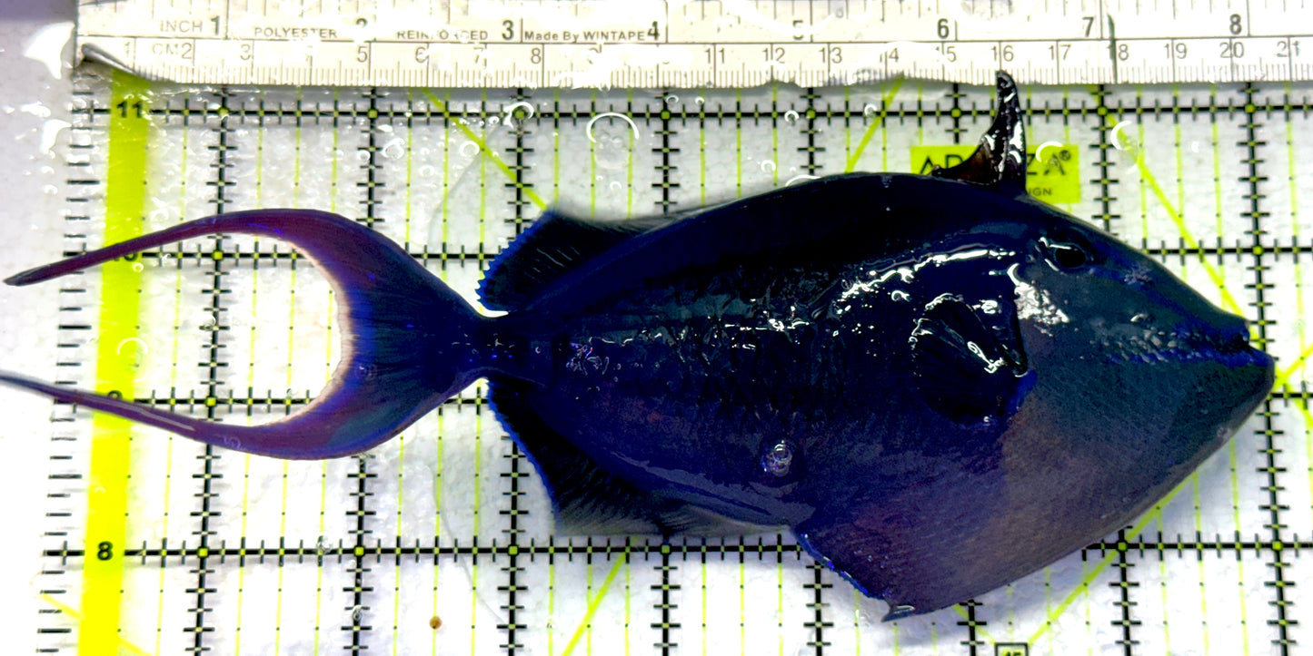 Niger Triggerfish NT072302 WYSIWYG Size: SHOW 8.25" approx
