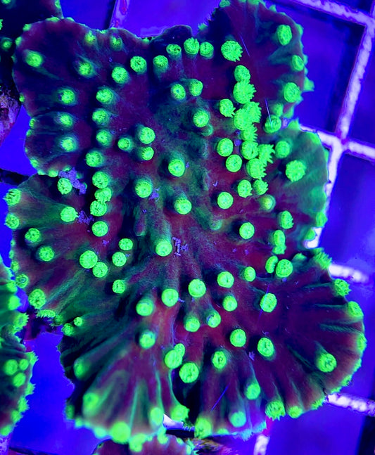 Neon Polyp Aussie Aquacultured Tubinaria Scroll NAT042309 WYSIWYG