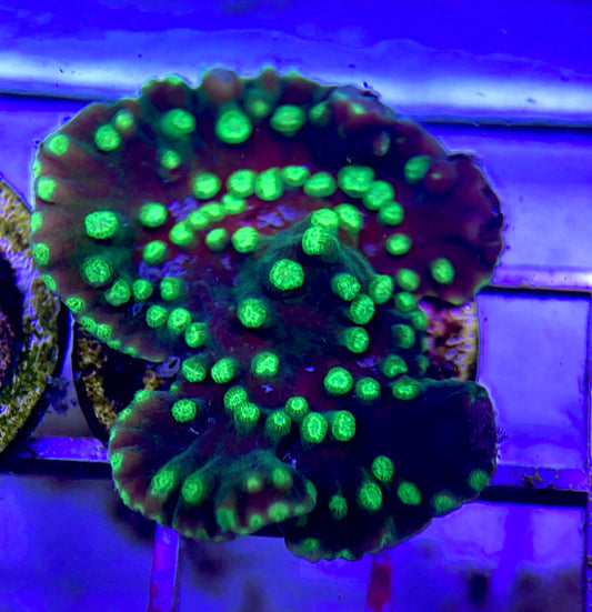 Neon Polyp Aussie Aquacultured Tubinaria Scroll NAT042312 WYSIWYG