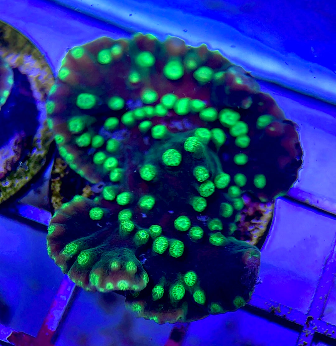 Neon Polyp Aussie Aquacultured Tubinaria Scroll NAT042312 WYSIWYG