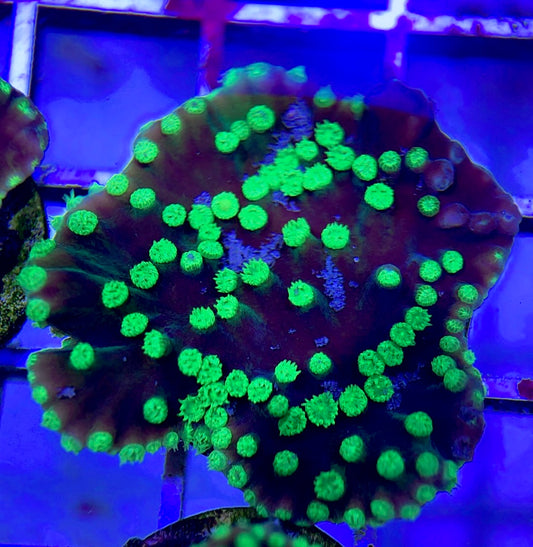 Neon Polyp Aussie Aquacultured Tubinaria Scroll NAT042313 WYSIWYG
