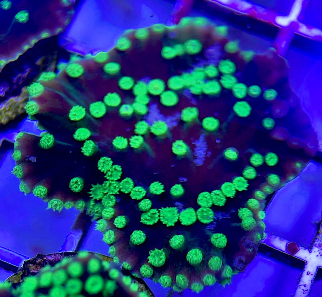 Neon Polyp Aussie Aquacultured Tubinaria Scroll NAT042313 WYSIWYG
