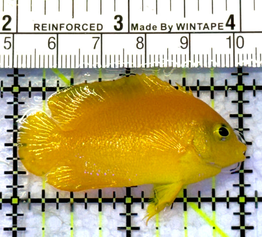 Herald's Angelfish HA072301 WYSIWYG Size: SM 2" approx