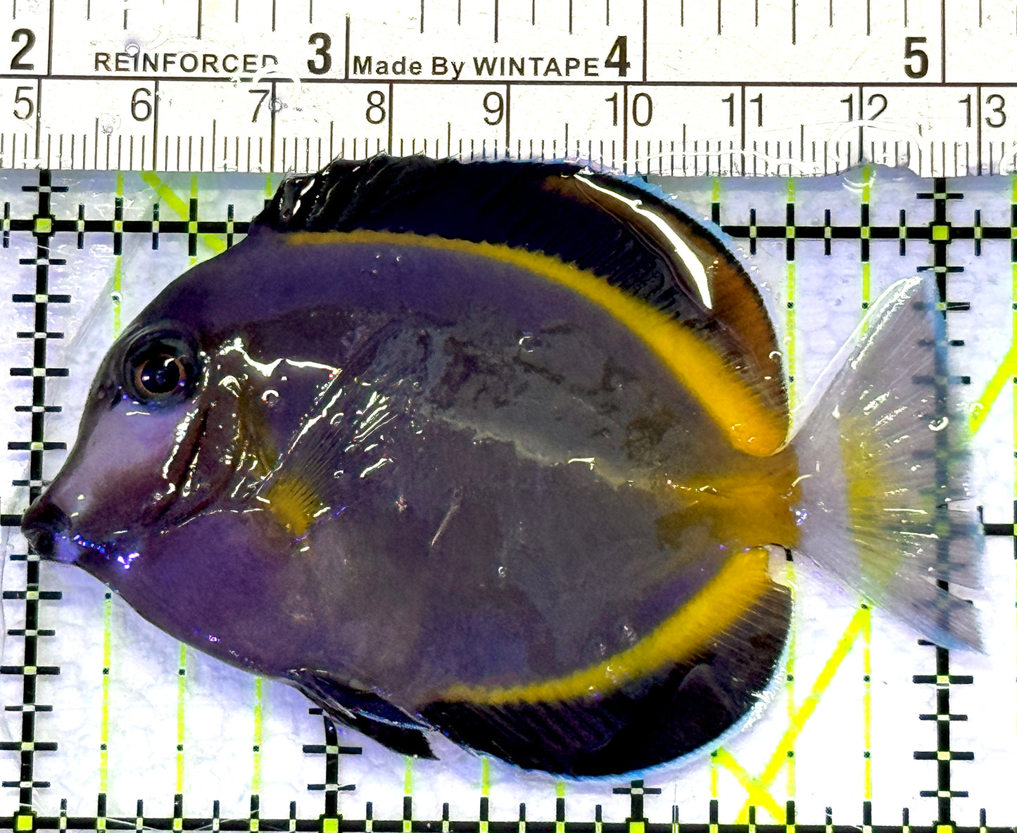 Powder Brown Tang PBT072301 WYSIWYG Size: S 3" approx