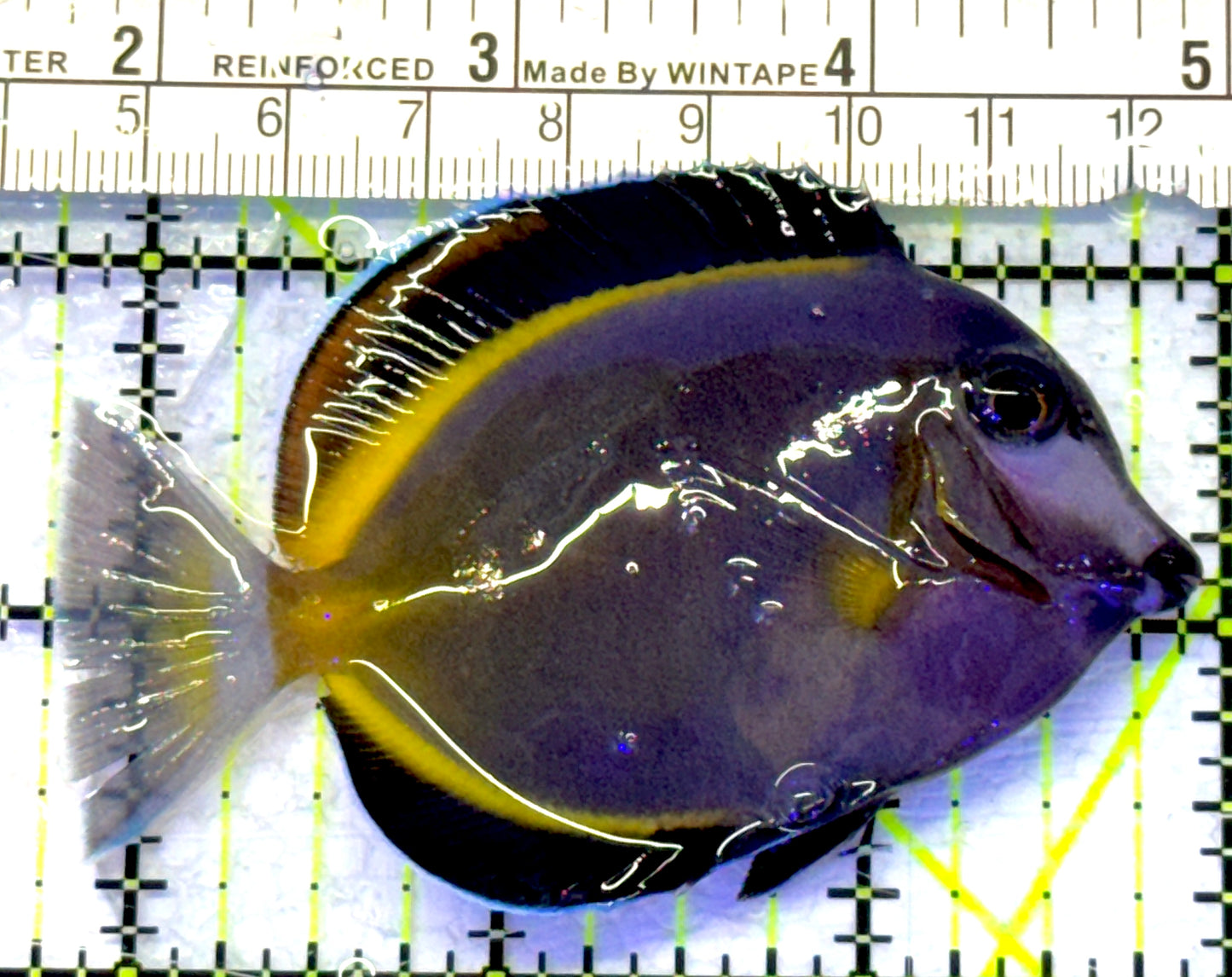 Powder Brown Tang PBT072301 WYSIWYG Size: S 3" approx