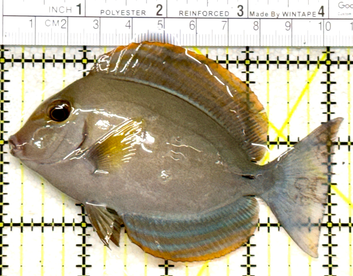 Yellow Fin Tang Fish YFTF101801 WYSIWYG Size: L 4.25" approx