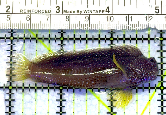 Starry Blenny SB072301 WYSIWYG Size: M 3" approx
