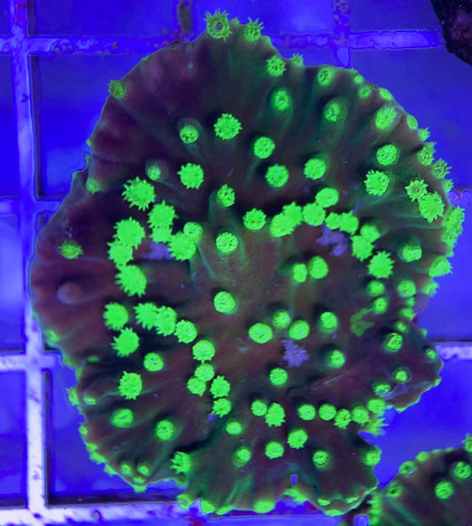 Neon Polyp Aussie Aquacultured Tubinaria Scroll NAT042319 WYSIWYG