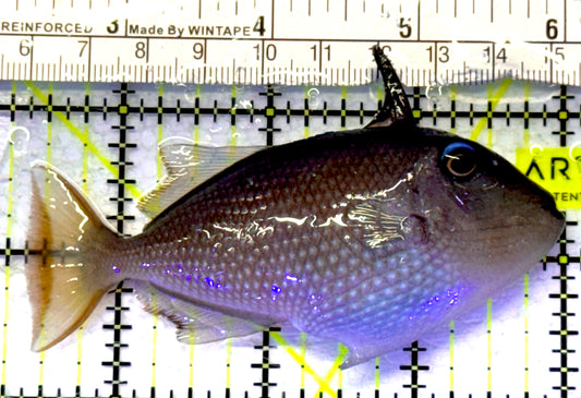 Female Blue Throat Triggerfish (Reefsafe) FBTT072301 WYSIWYG Size: M 3.75" approx