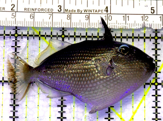 Female Blue Throat Triggerfish (Reefsafe) FBTT072302 WYSIWYG Size: M 3.25" approx
