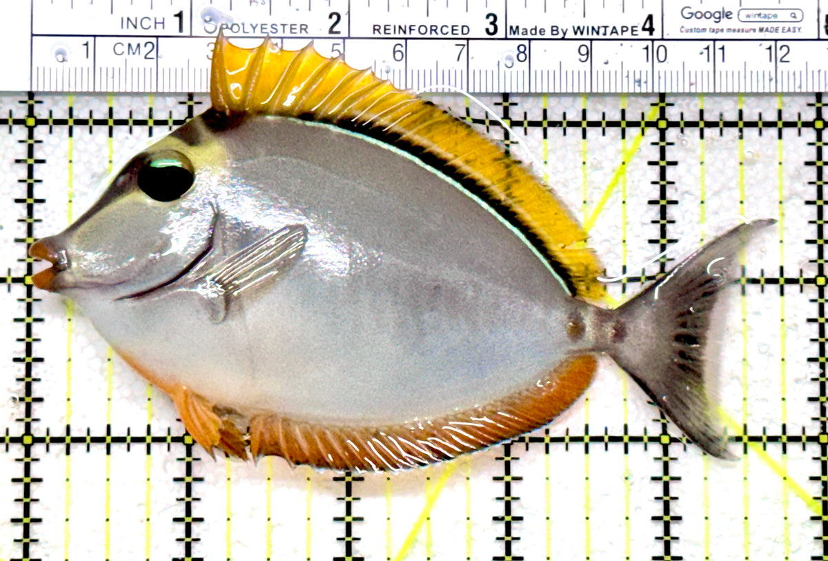 Blonde Naso Tang (Maldives Special Grade) BNT101701 WYSIWYG Size: M 4.75" approx