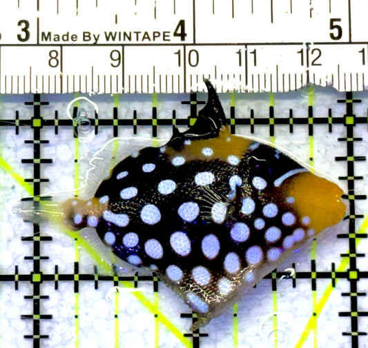 Clown Triggerfish CT072301 WYSIWYG Size: S 2" approx