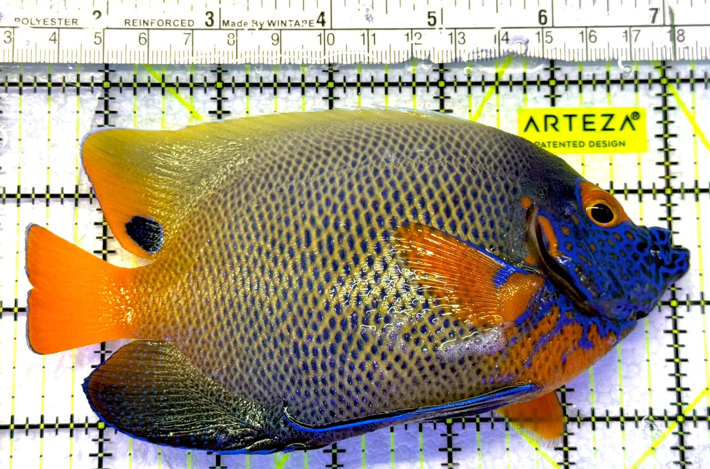 Blueface Angelfish Adult (Sumatra Vibrant Colors) BAA072302 WYSIWYG Size: XL 6" approx