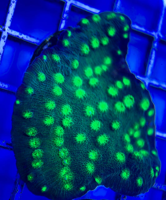 VA Hollywood Stunner Chalice Size: S 0.75" to 1" - Violet Aquarium 