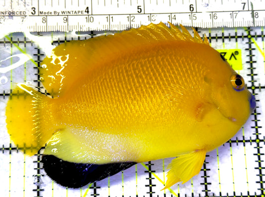 Flagfin Angelfish FA072302 WYSIWYG Size: L 4.5" approx