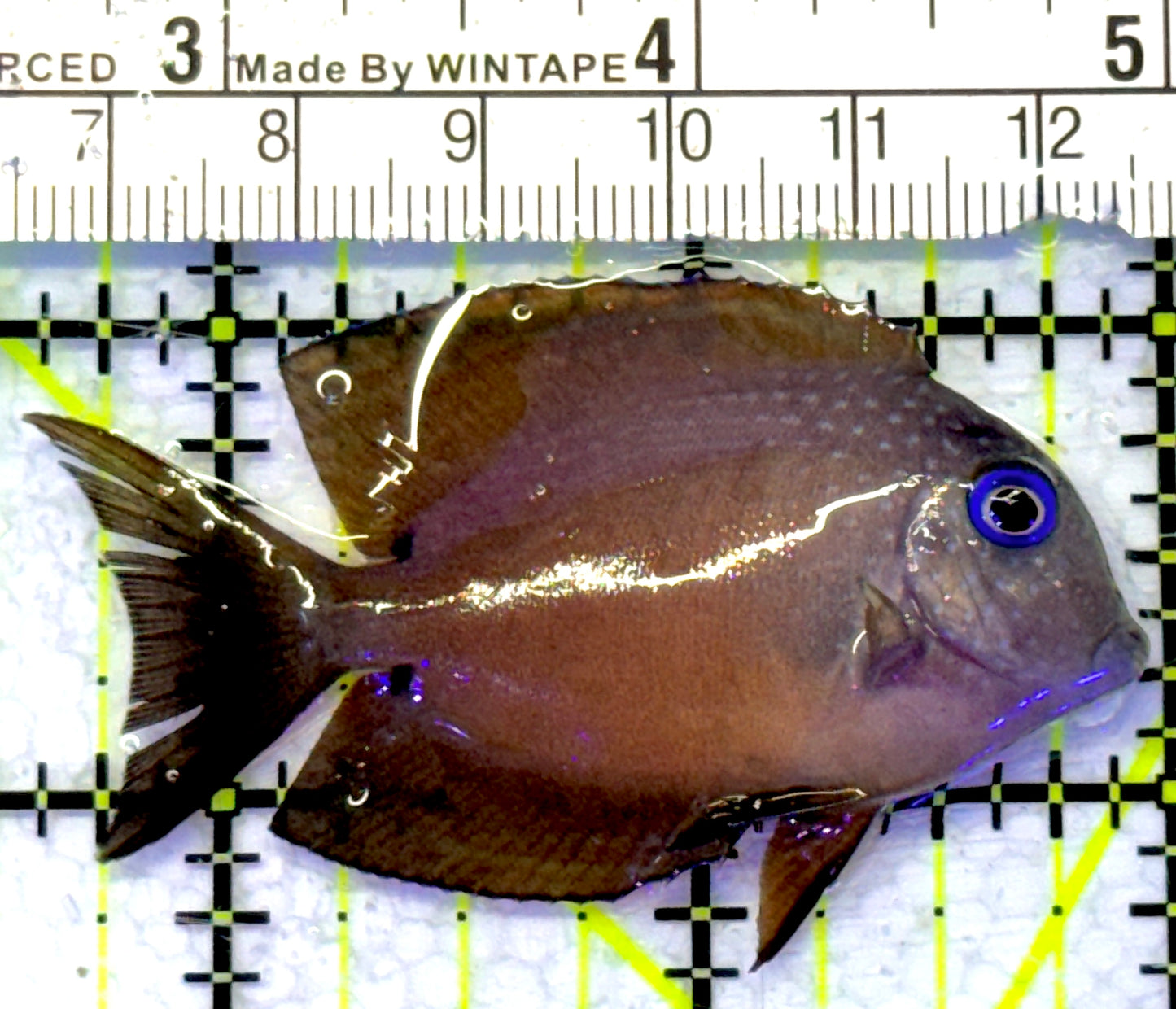 Blue Eye Kole Tang BEKT072302 WYSIWYG Size: M 2.5" approx