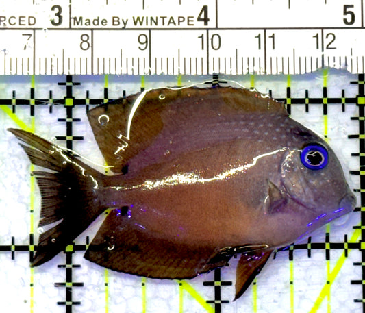 Blue Eye Kole Tang BEKT072302 WYSIWYG Size: M 2.5" approx