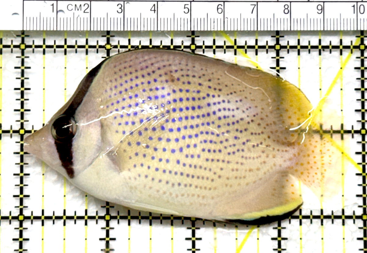 Citron Butterflyfish CB102501 WYSIWYG Size: L 3.75" approx
