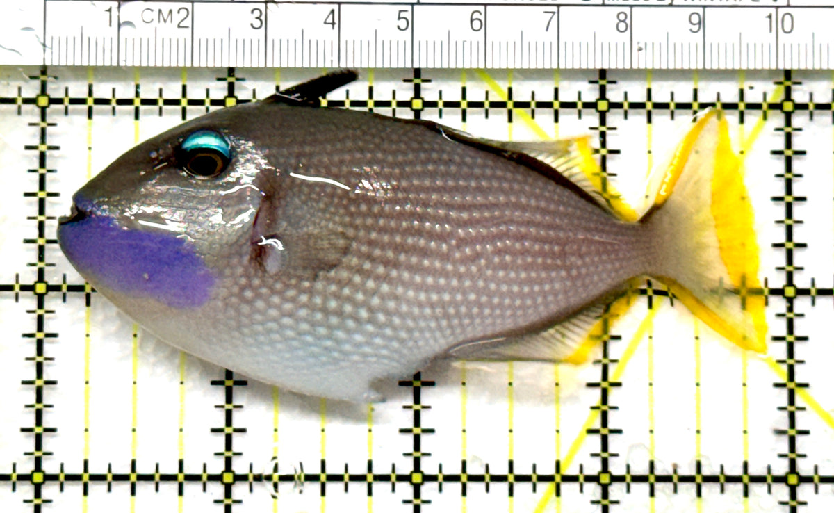 Male Blue Throat Triggerfish (Reefsafe) MBTT102501 WYSIWYG Size: ML  4" approx