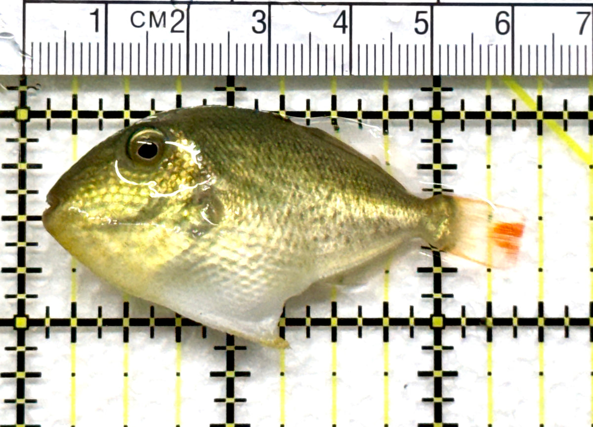 Goldenback Triggerfish GT102501 WYSIWYGV Size: M (Juvenile 2.5" approx
