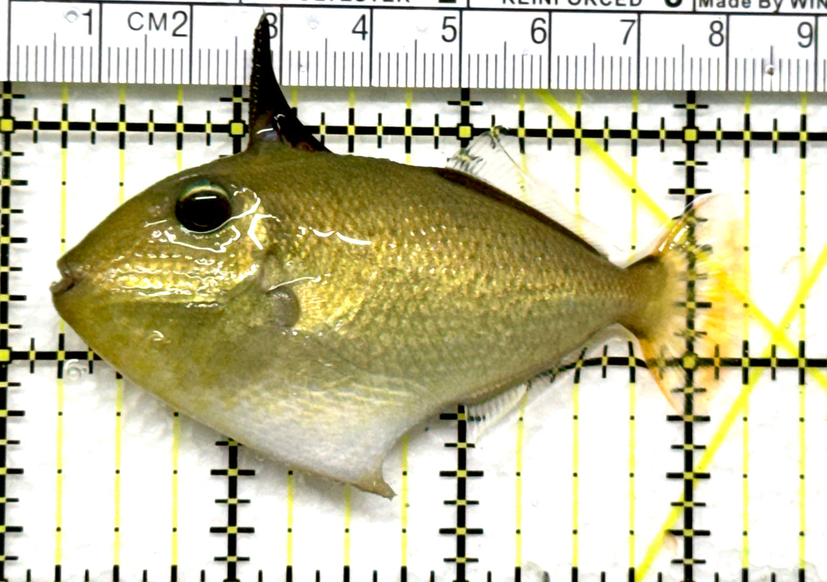 Goldenback Triggerfish GT102502 WYSIWYGV Size: M (Juvenile 3" approx