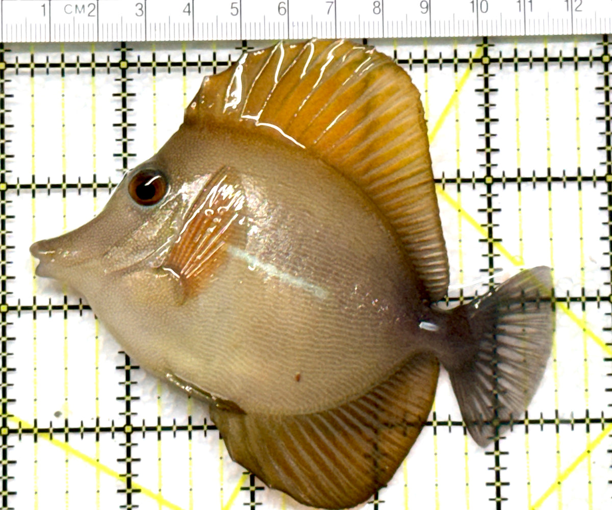 Rare Hybrid Yellow (Hawaiian Yellow Tang x Scopas Tang) Scopas Tang RHYST102501 WYSIWYG Size: XXL 4.25" approx
