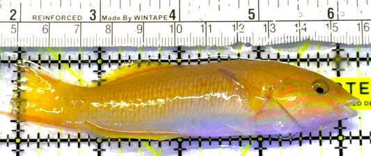 Yellow Banana Wrasse YBW072303 WYSIWYG Size: ML 4.25" approx