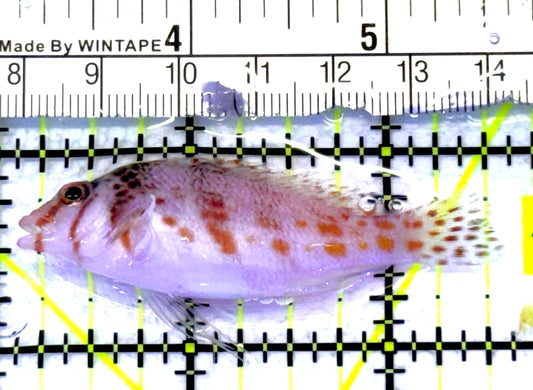 Falco Hawkfish FH072301 WYSIWYG Size: M 2.5" approx