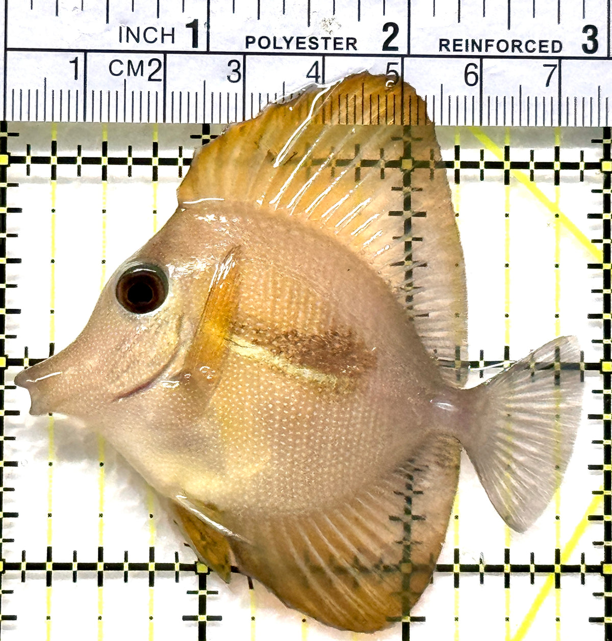 Rare Hybrid Yellow (Hawaiian Yellow Tang x Scopas Tang) Scopas Tang RHYST102502 WYSIWYG Size: ML 3" approx