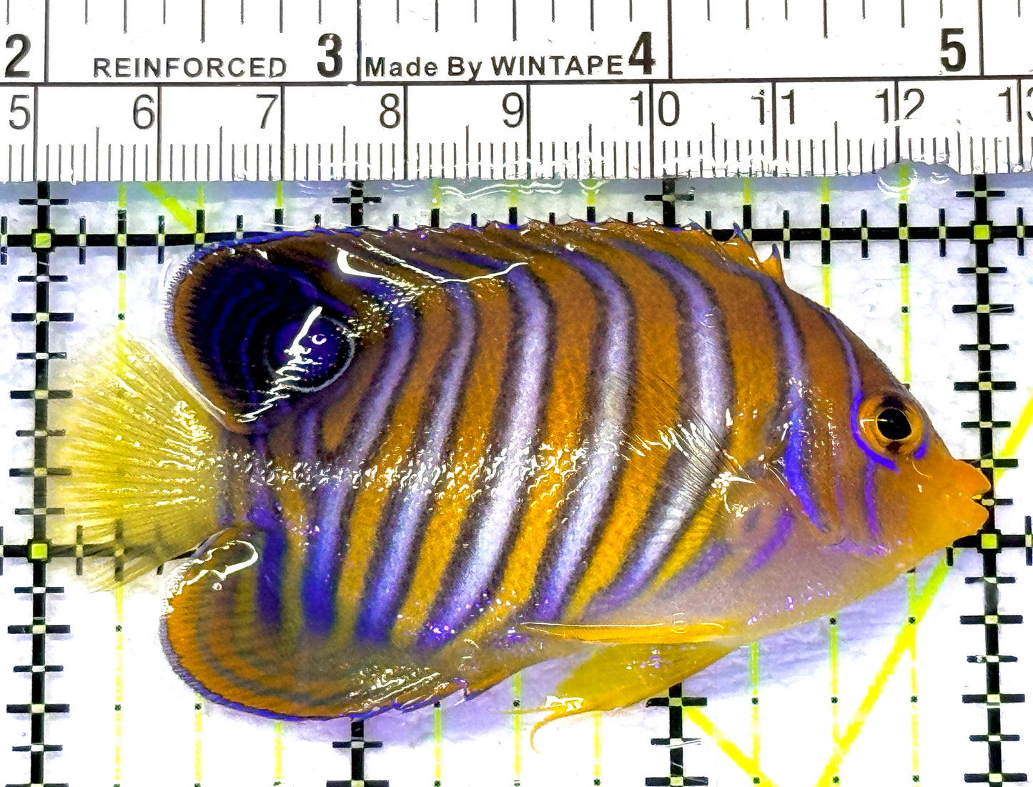Regal Angelfish RA072301 WYSIWYG Size: M 3" approx
