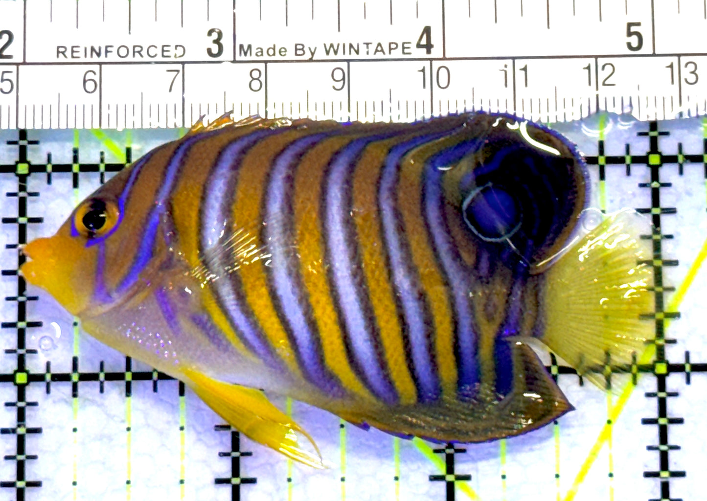 Regal Angelfish RA072301 WYSIWYG Size: M 3" approx