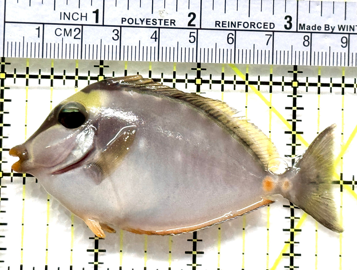 Naso Tang NT102501 WYSIWYG Size: M 3.75" approx