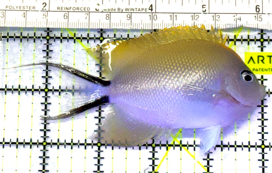 Swallowtail Angelfish Female (Reefsafe) SAF072301 WYSIWYG Size: XL 4.75" approx