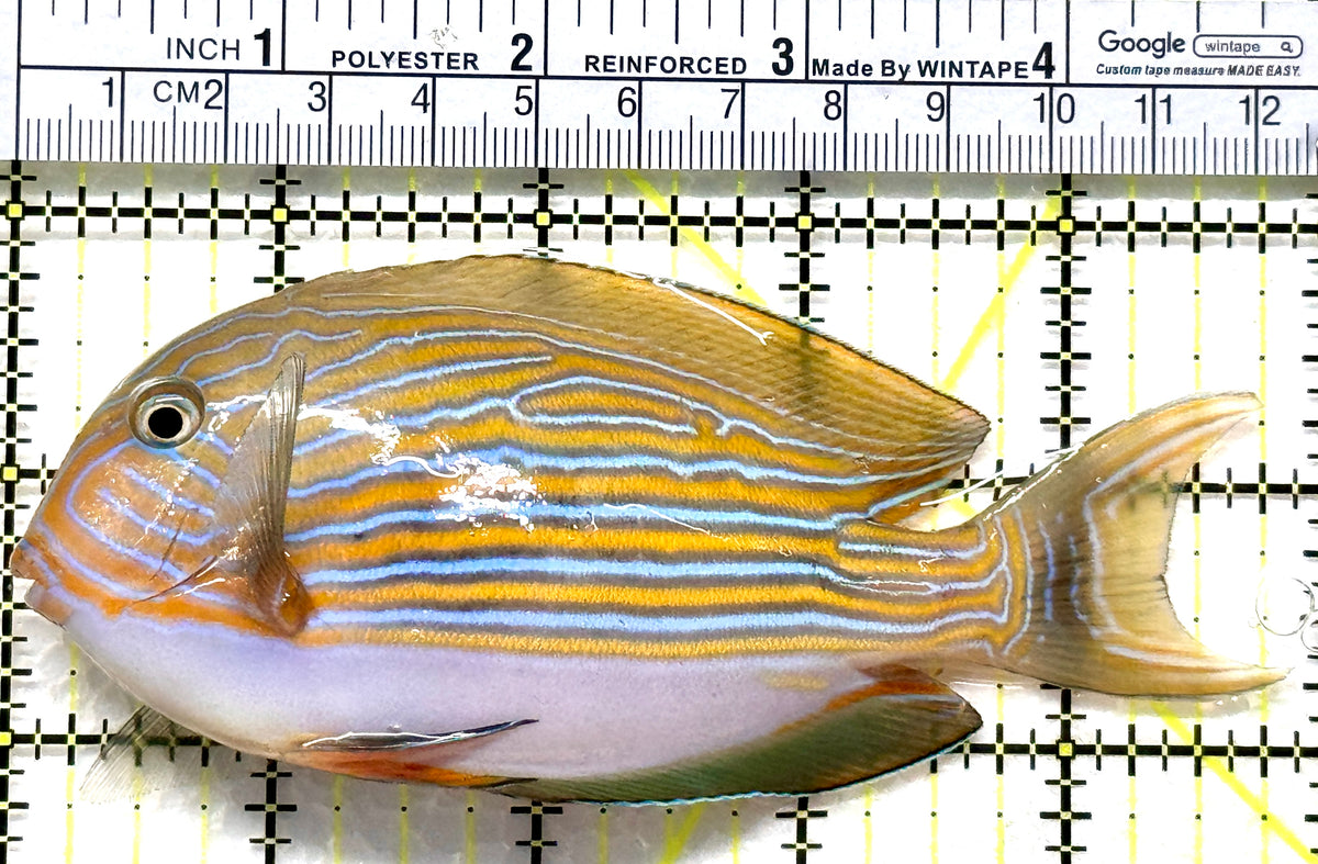Clown Tang CT102501 WYSIWYG Size: ML 4.75" approx