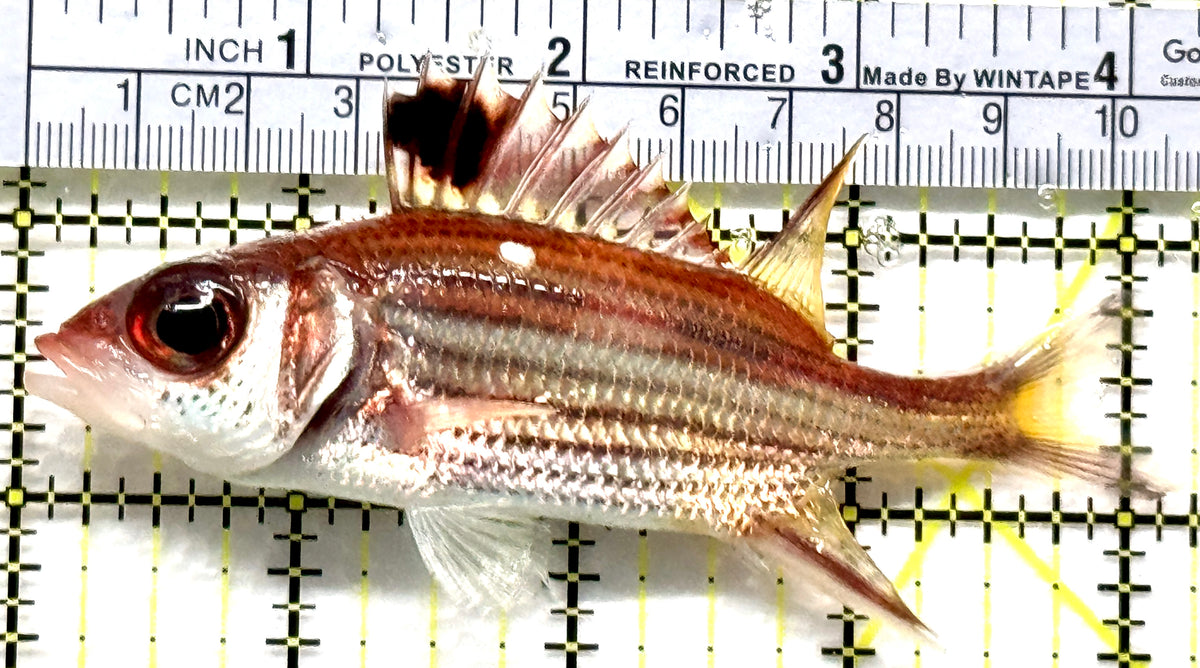 Striped Squirrelfish SS102502 WYSIWYG Size: L 4.25" approx