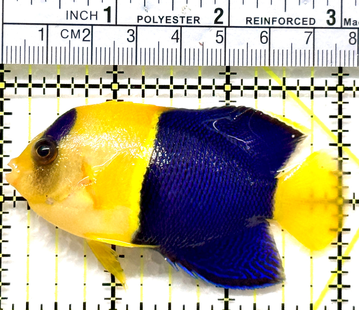 Bicolor Angelfish BA102501 WYSIWYG Size: XXL 3" approx