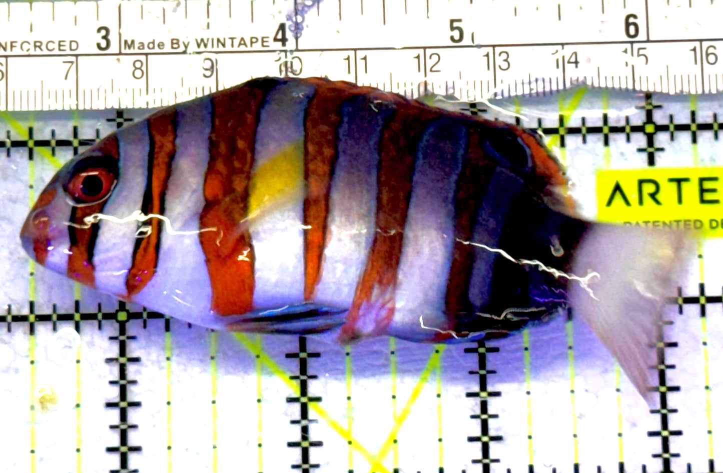 Harlequin Tuskfish HT072301 WYSIWYG Size: L 4.25" approx