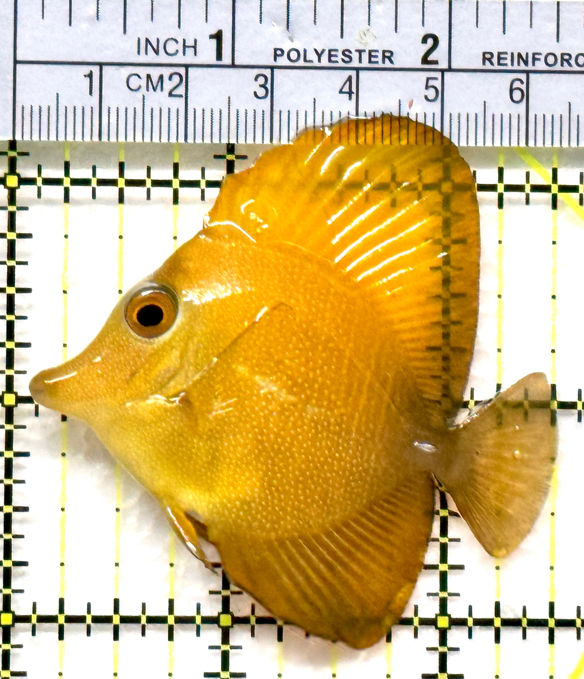 Rare Hybrid Yellow (Hawaiian Yellow Tang x Scopas Tang) Scopas Tang RHYST102501 WYSIWYG Size: ML 2.5" approx